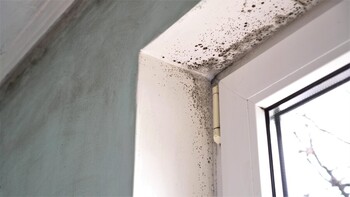 Mold testing by Pure Restore LLC