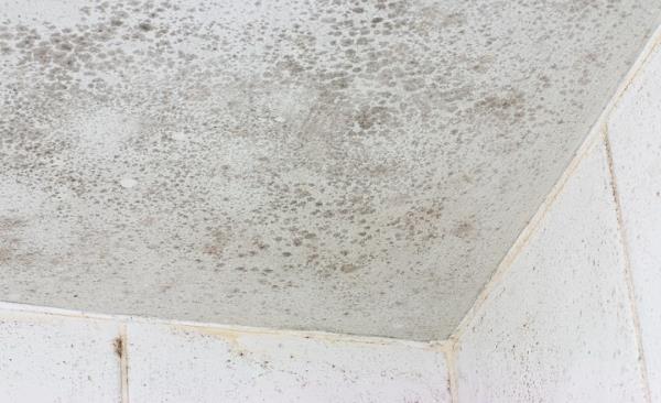 Mold Remediation by Pure Restore LLC