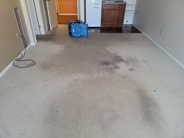 Carpet Dry Out Services in Denver, CO (1)